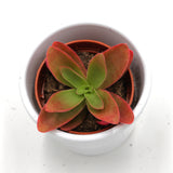 Crassula capitella Campfire - 5,5cm