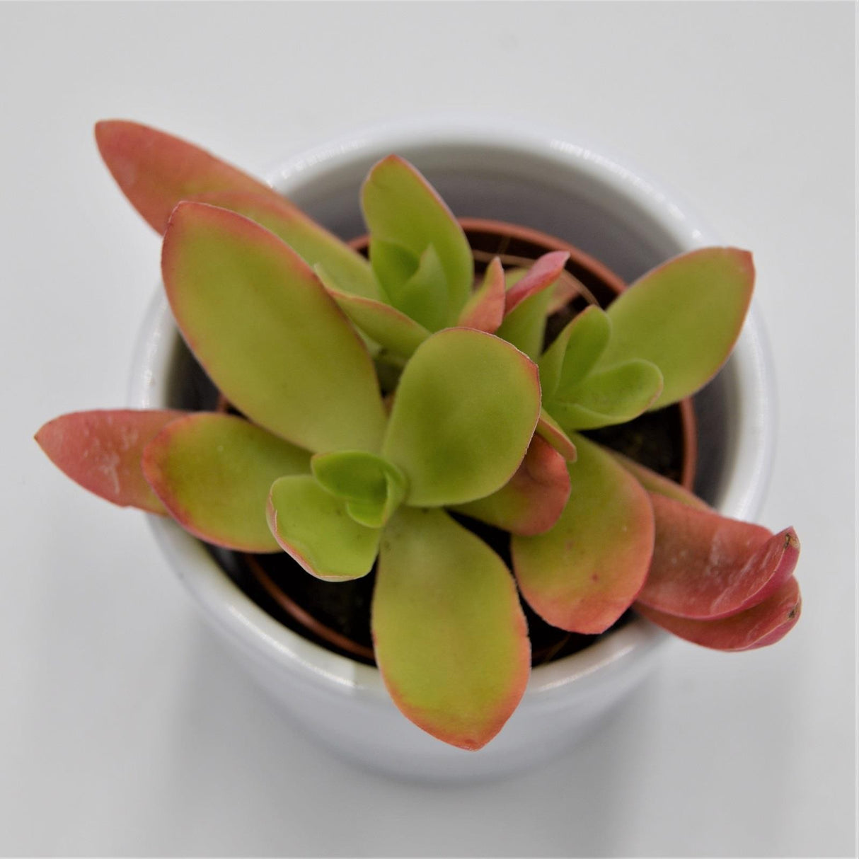 Crassula capitella Campfire - 5.5cm
