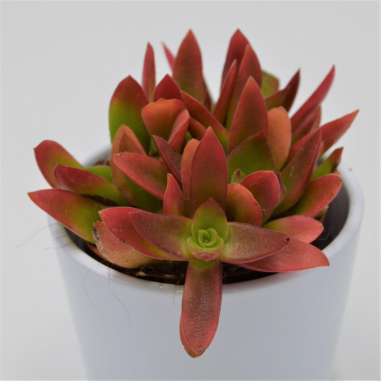 Crassula capitella Campfire - 8.5cm