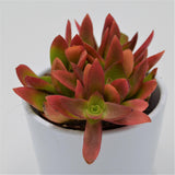 Crassula capitella Campfire - 8.5cm