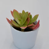 Crassula capitella Campfire - 5.5cm