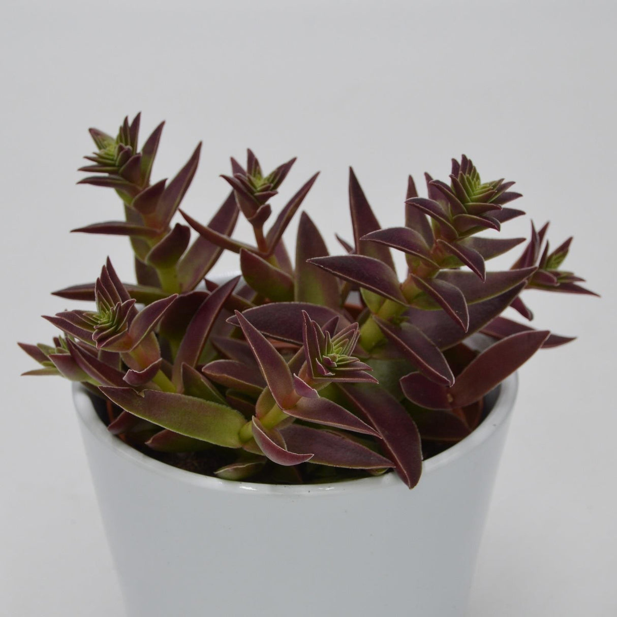 Crassula capitella Rubra - 10.5cm