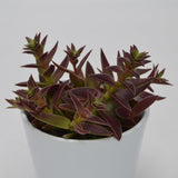 Crassula capitella Rubra - 10.5cm