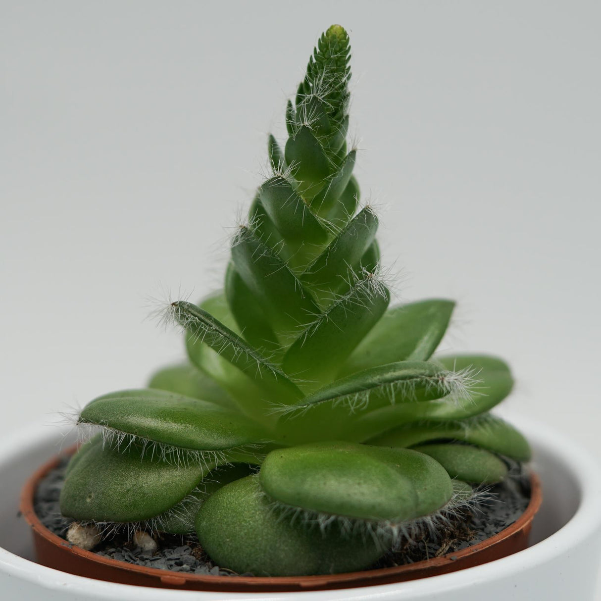 Crassula capitella v. setosa - 8.5cm