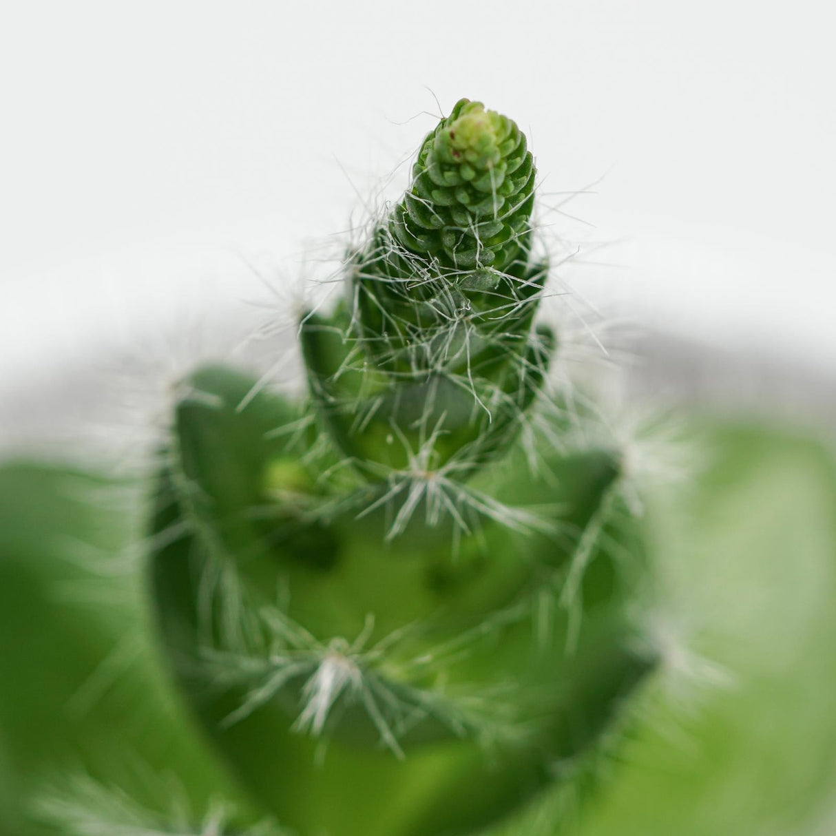 Crassula capitella v. setosa - 8.5cm
