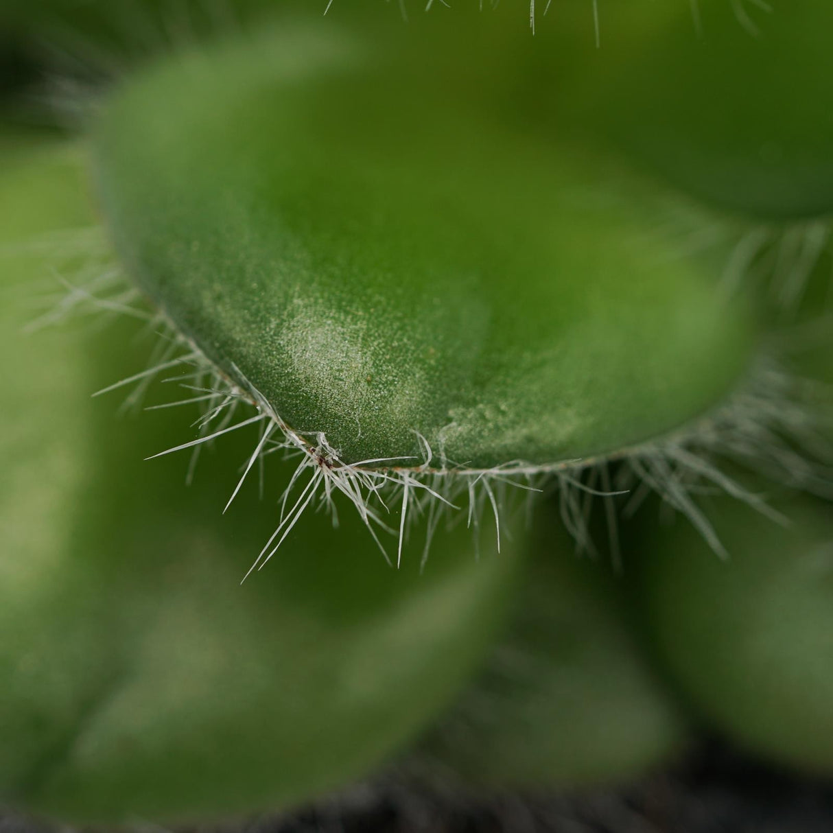 Crassula capitella v. setosa - 8.5cm