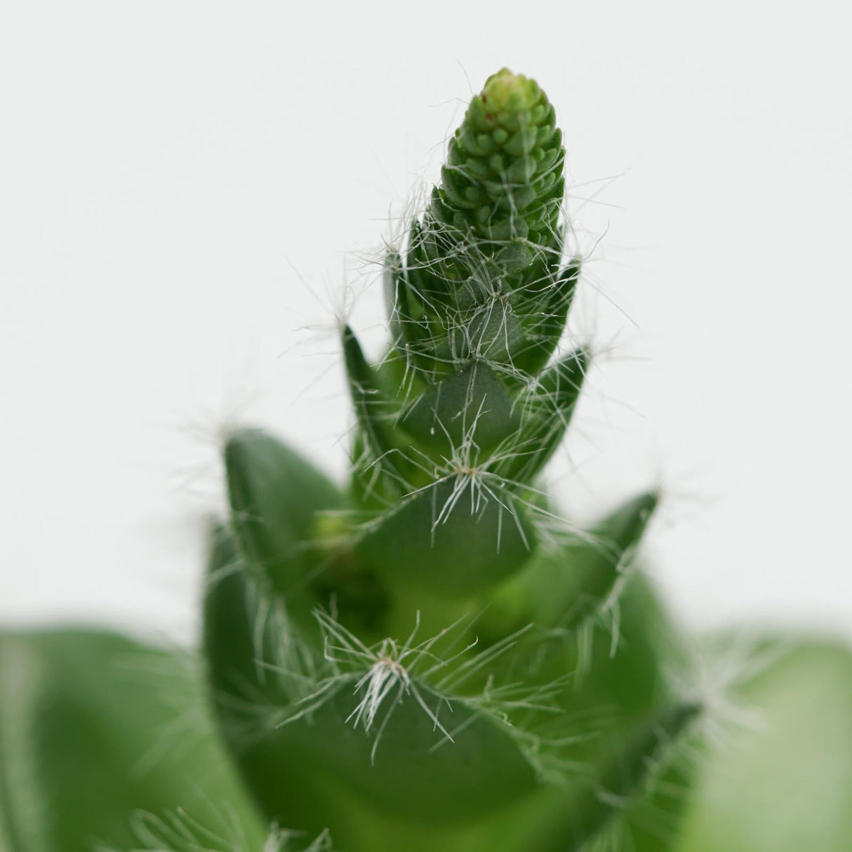 Crassula capitella v. setosa - 8.5cm