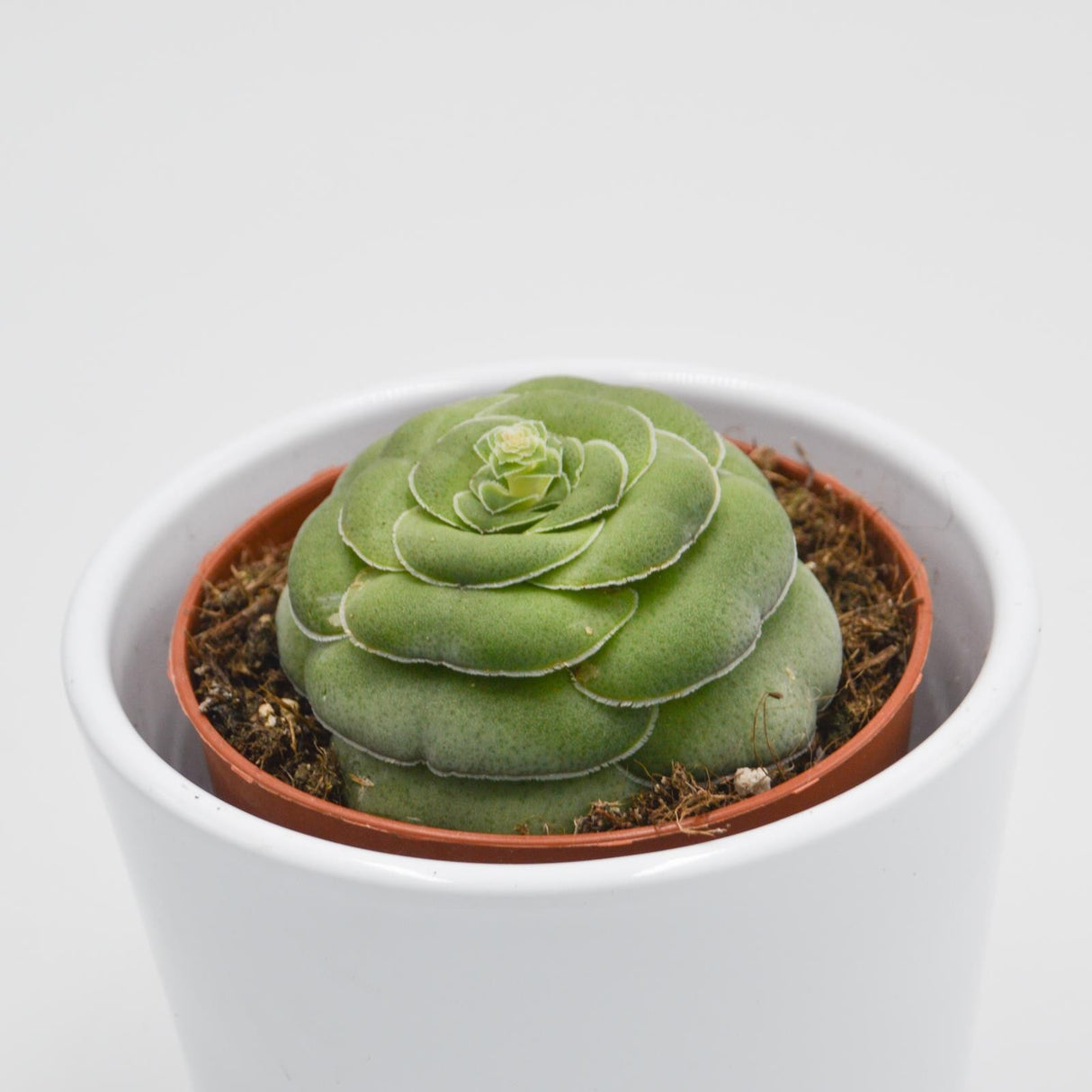 Crassula capitella v. turrita - 8.5cm