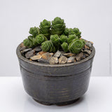 Crassula columella - 8,5cm