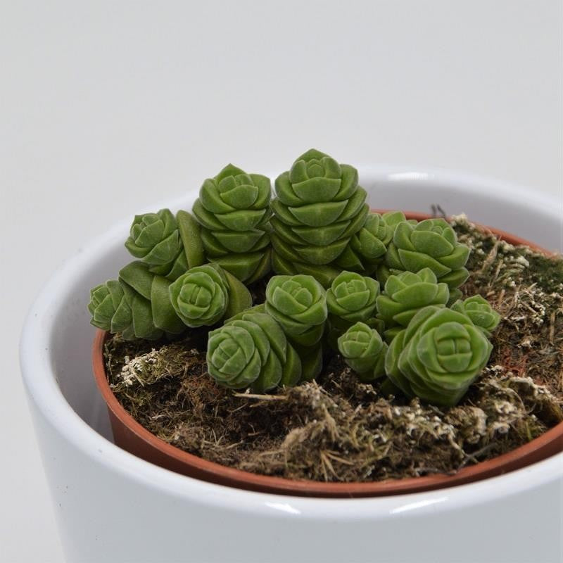 Crassula columella - 8.5cm
