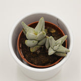 Crassula cornuta - 5,5cm