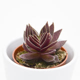 Crassula corymbulosa - 5,5cm