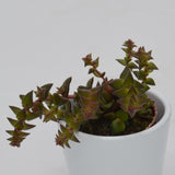 Crassula corymbulosa - 5.5cm