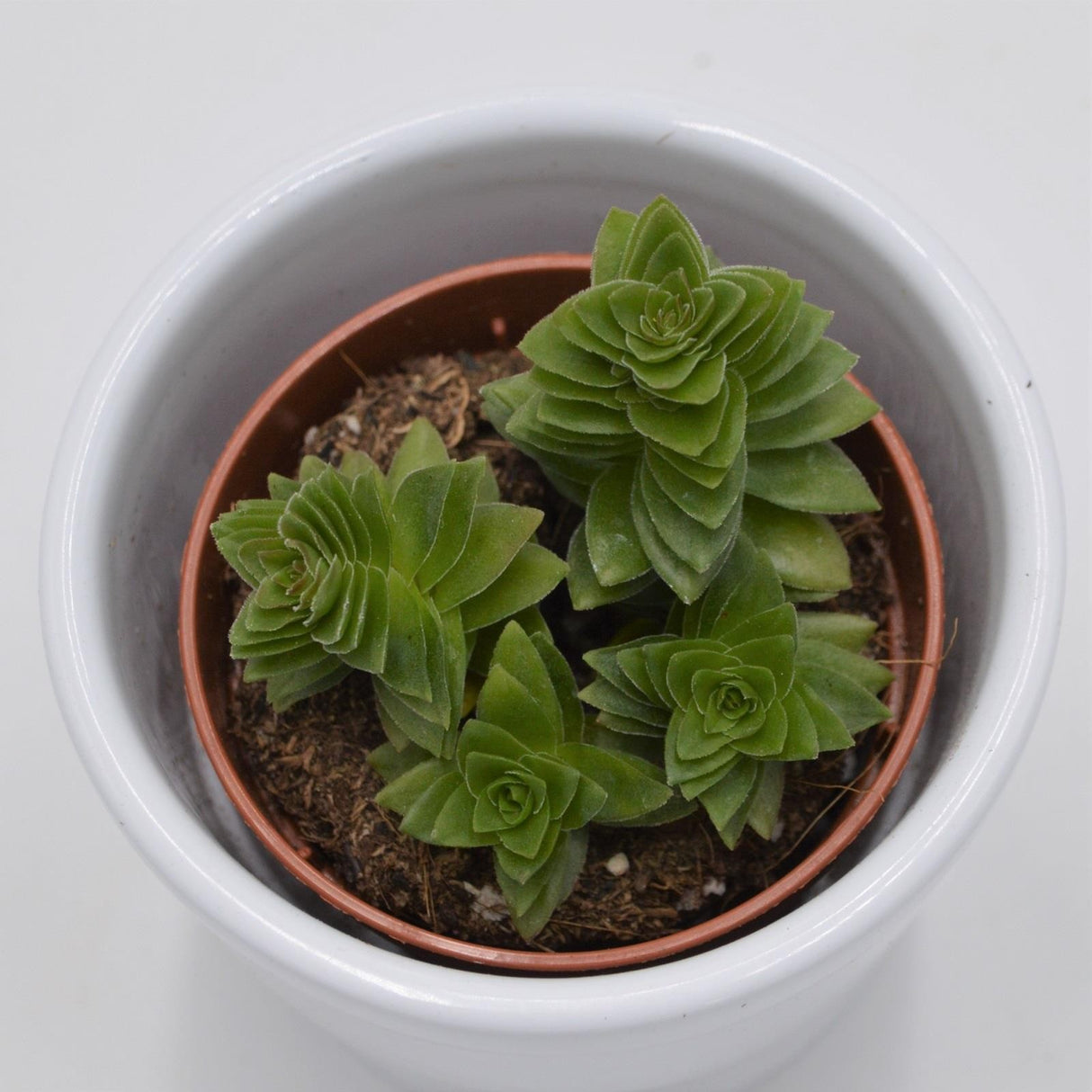 Crassula estagnol - 5,5cm