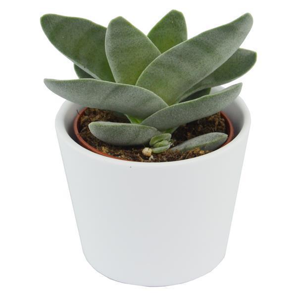 Bye Crassula, 5 pieces