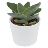 Bye Crassula, 5 pieces