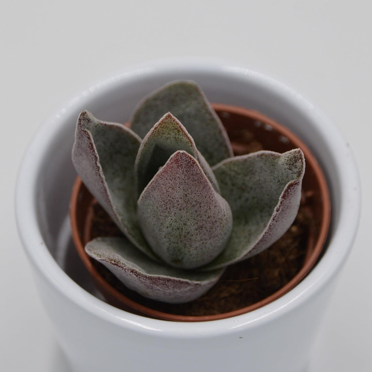 Crassula Garnet Lotus - 5.5cm