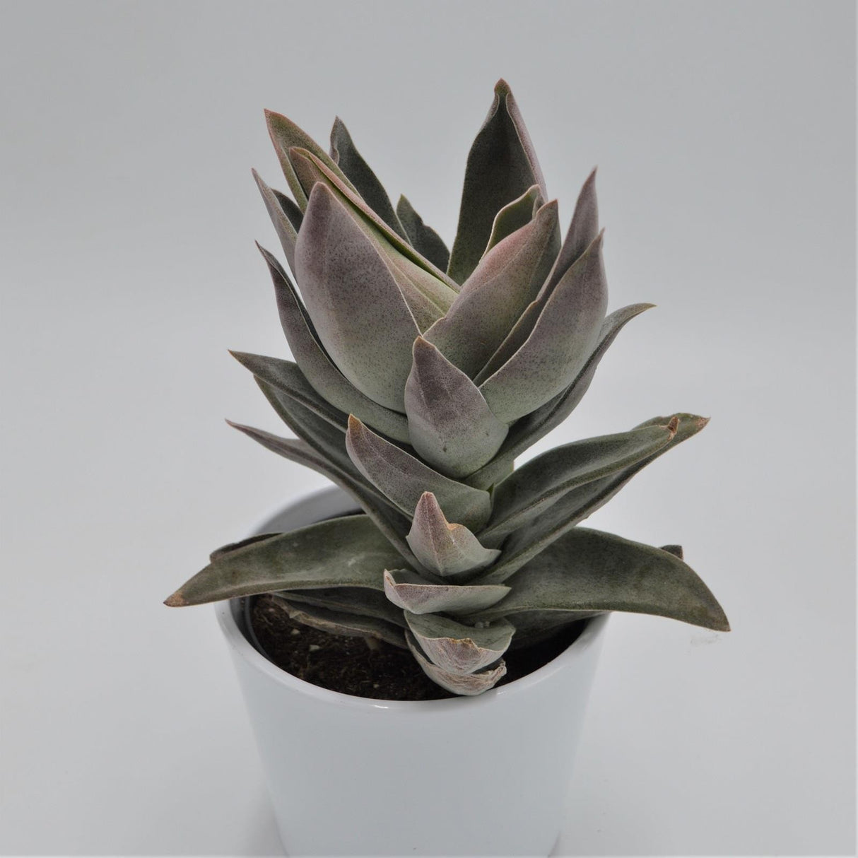Crassula Garnet Lotus - 12cm