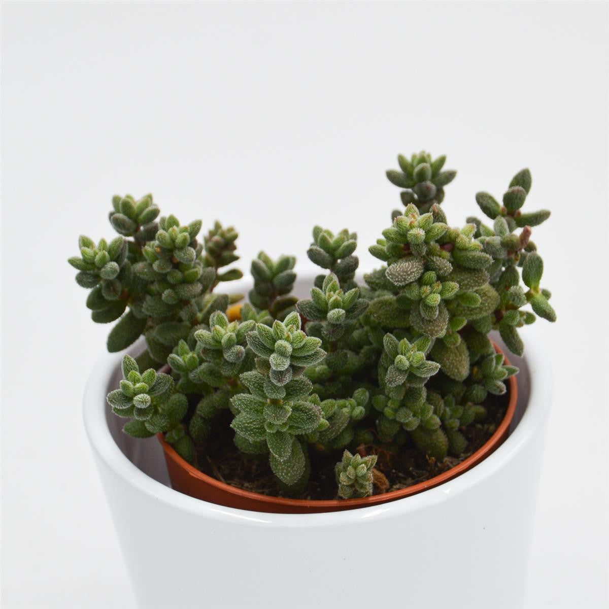 Crassula hirtipes - 8.5cm