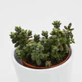 Crassula hirtipes - 8.5cm