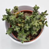Crassula hirtipes - 8.5cm