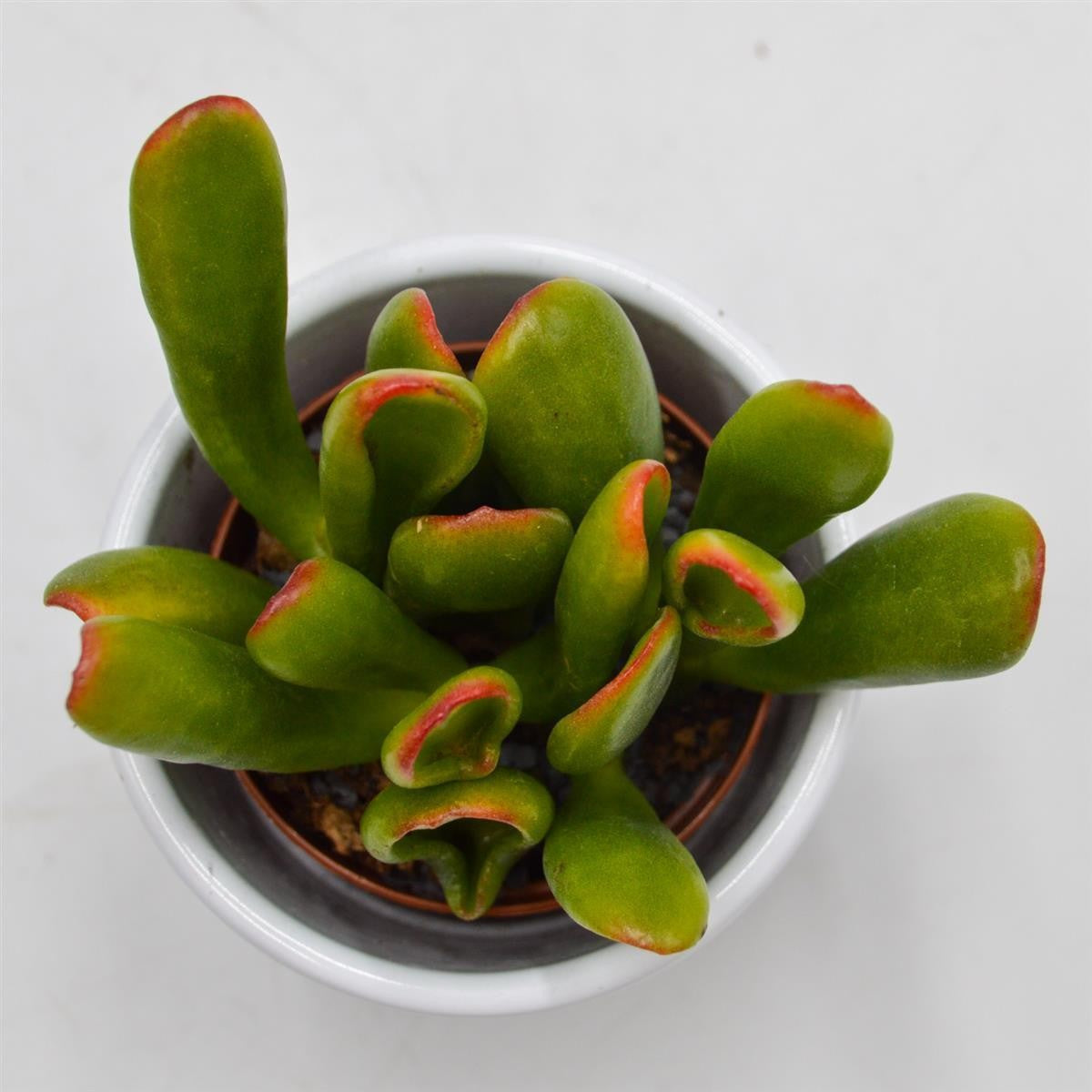 Crassula Hobbit Sunset - 5.5cm