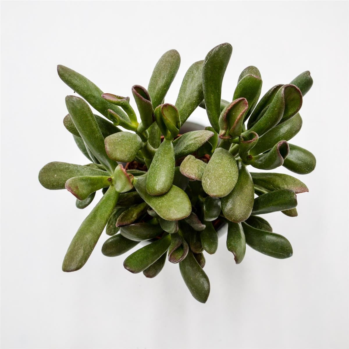 Crassula Hobbit Sunset - 8.5cm
