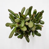 Crassula Hobbit Sunsest - 8,5cm