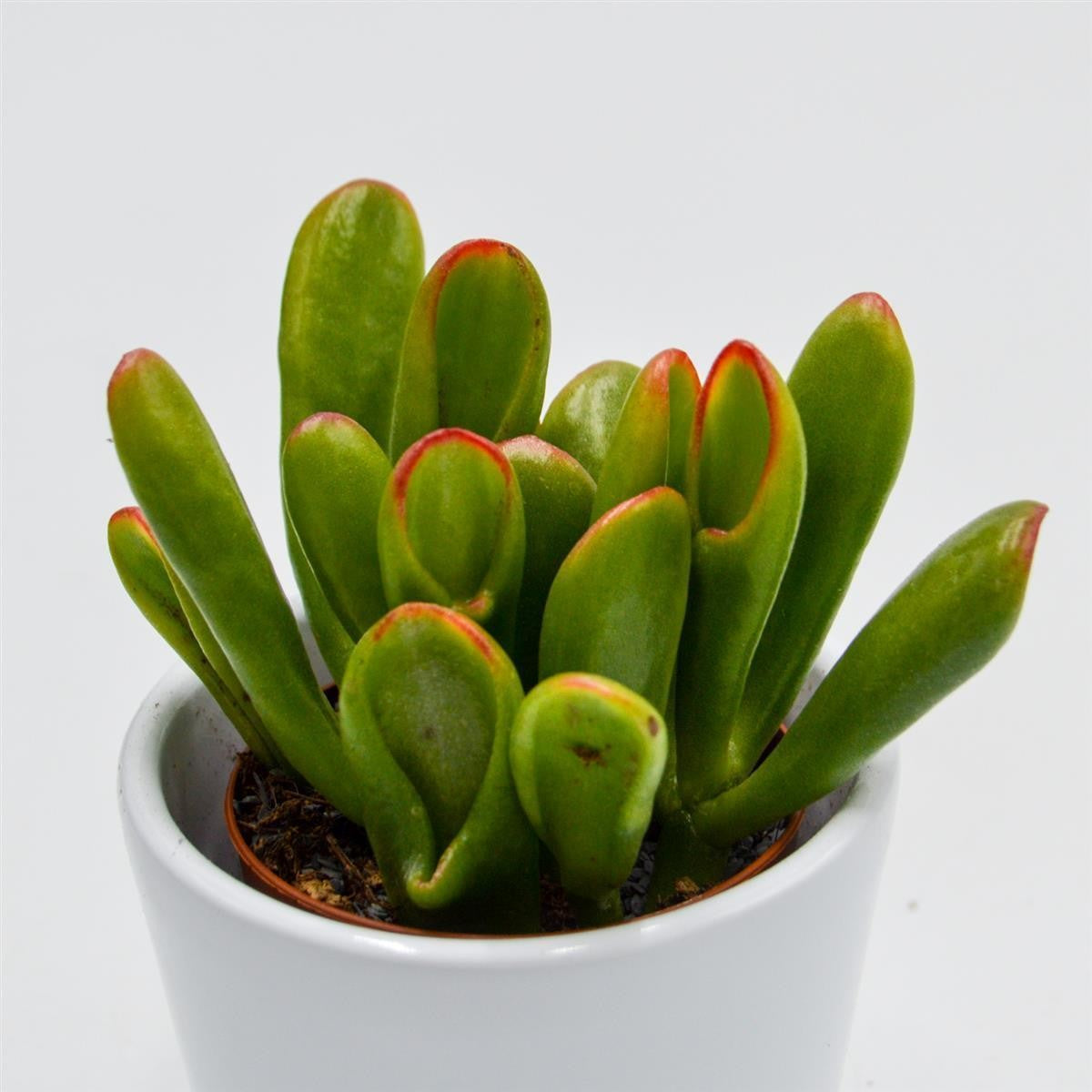 Crassula Hobbit Sunset - 5.5cm