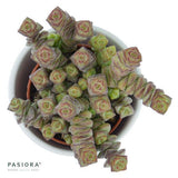 Crassula rupestris subsp. marnieriana - 6cm