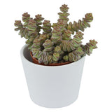 Bye Crassula, 5 pieces