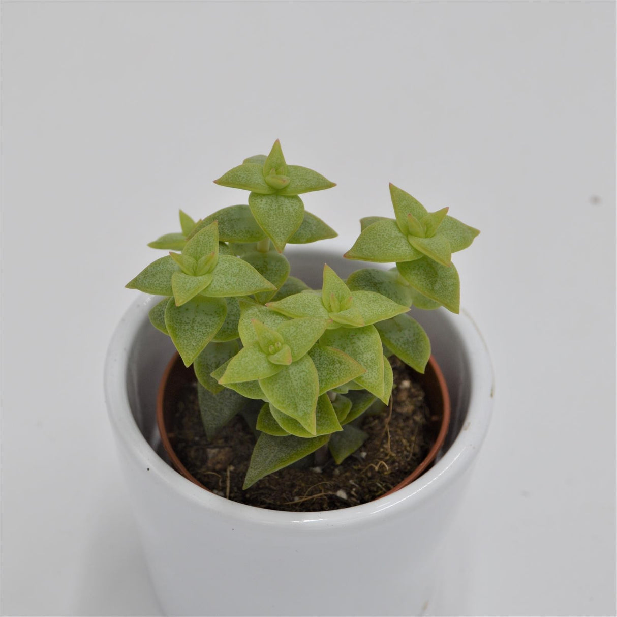 Crassula perforata - 5.5cm
