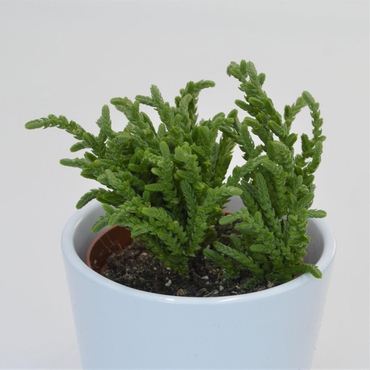 Crassula lycopodioides - 8.5cm