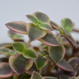 Crassula pellucida ssp. marginalis - 8,5cm