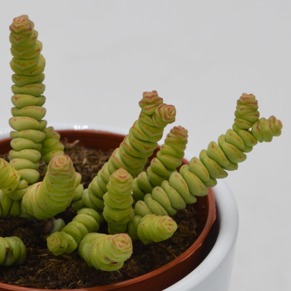 Crassula rupestis subsp. marnieriana Mini - 8.5cm
