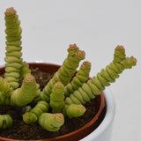 Crassula rupestis subsp. marnieriana Mini - 8.5cm