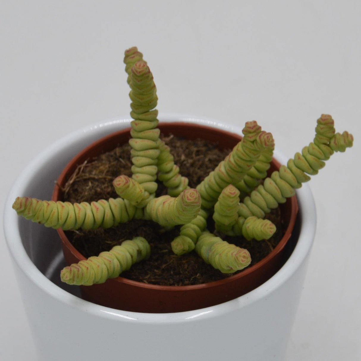 Crassula rupestis subsp. marnieriana Mini - 8.5cm