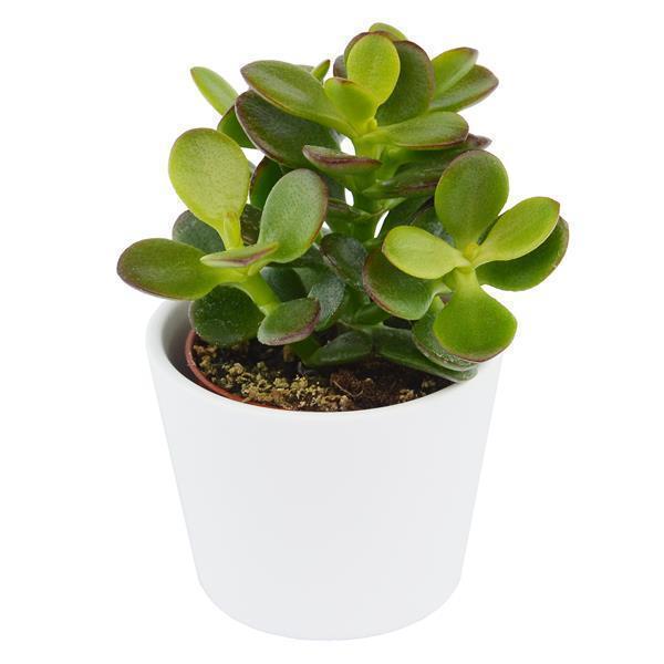 Bye Crassula, 5 pieces