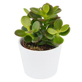 Crassula minor - 6cm