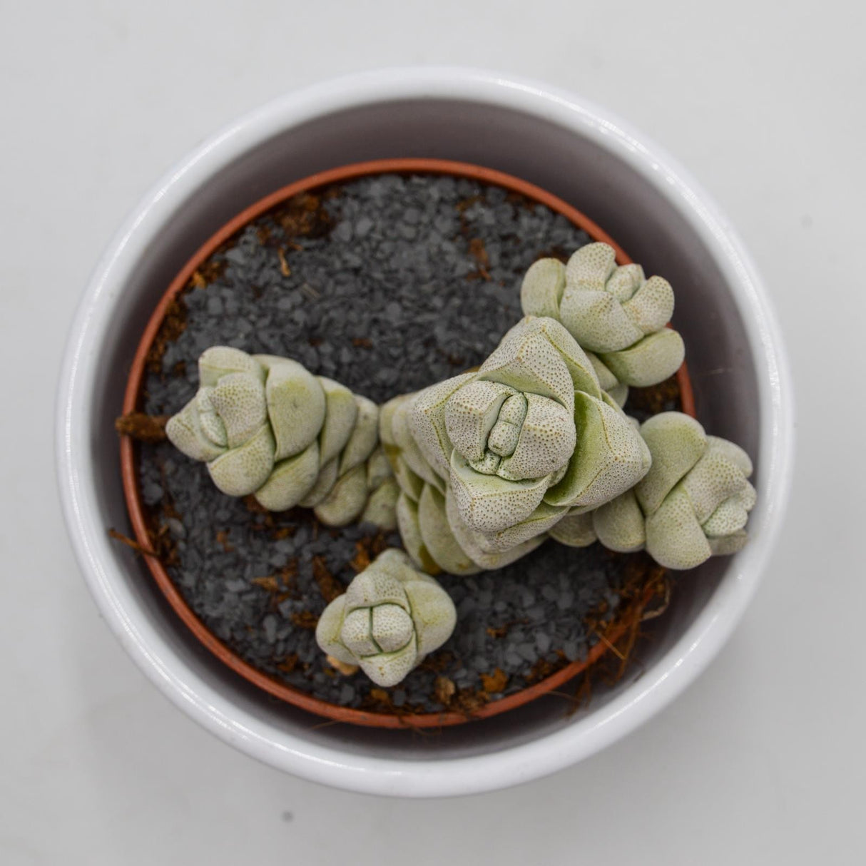 Crassula Moonstone - 8.5cm