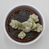 Crassula Moonstone - 8.5cm