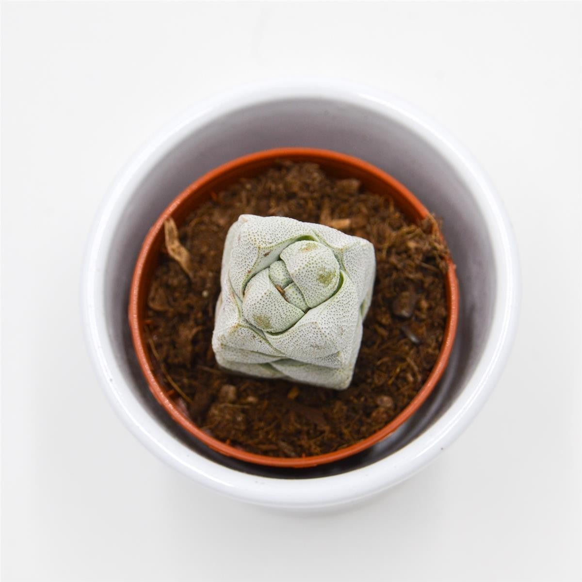 Crassula Moonstone - 5.5cm