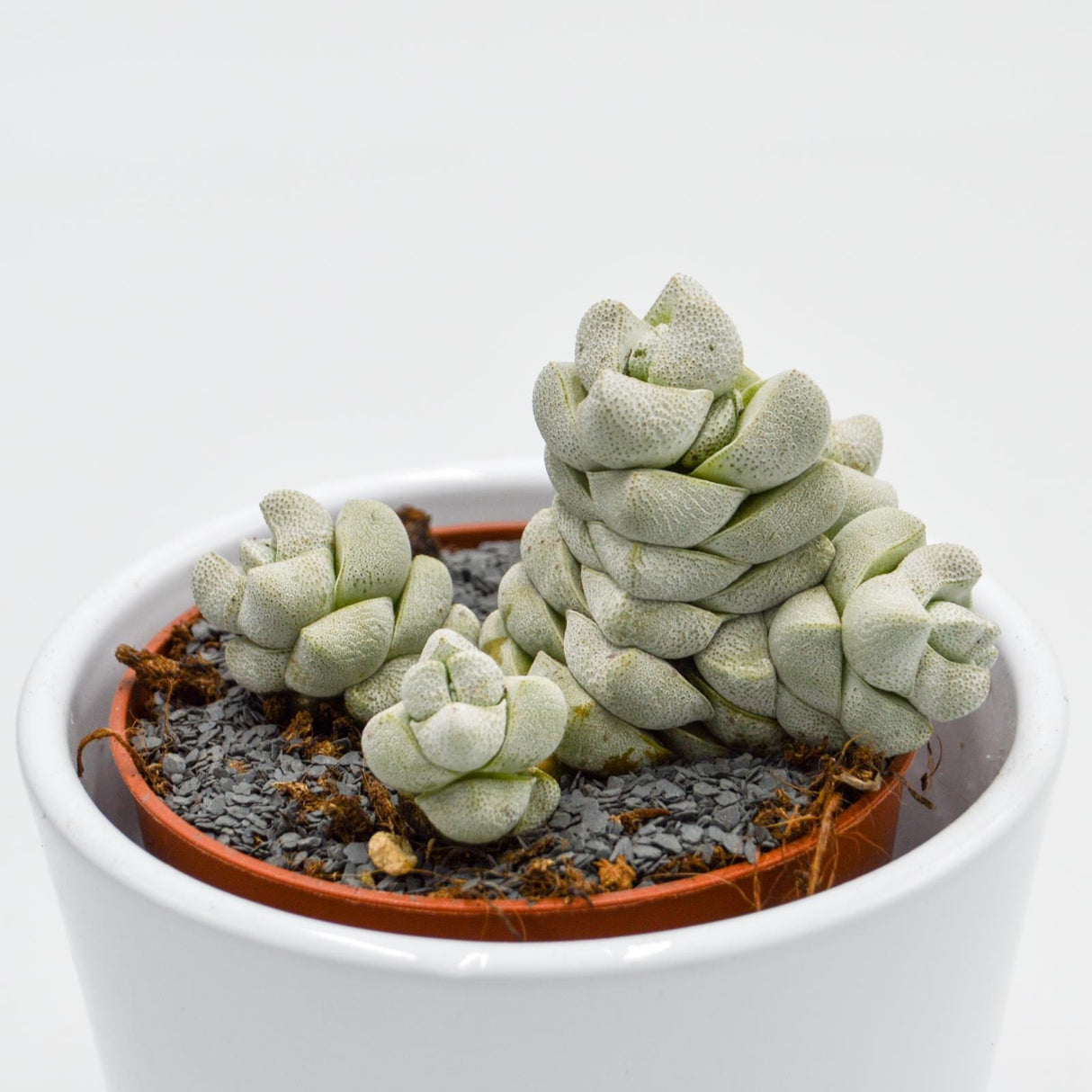 Crassula Moonstone - 8.5cm