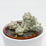 Crassula Moonstone - 8.5cm
