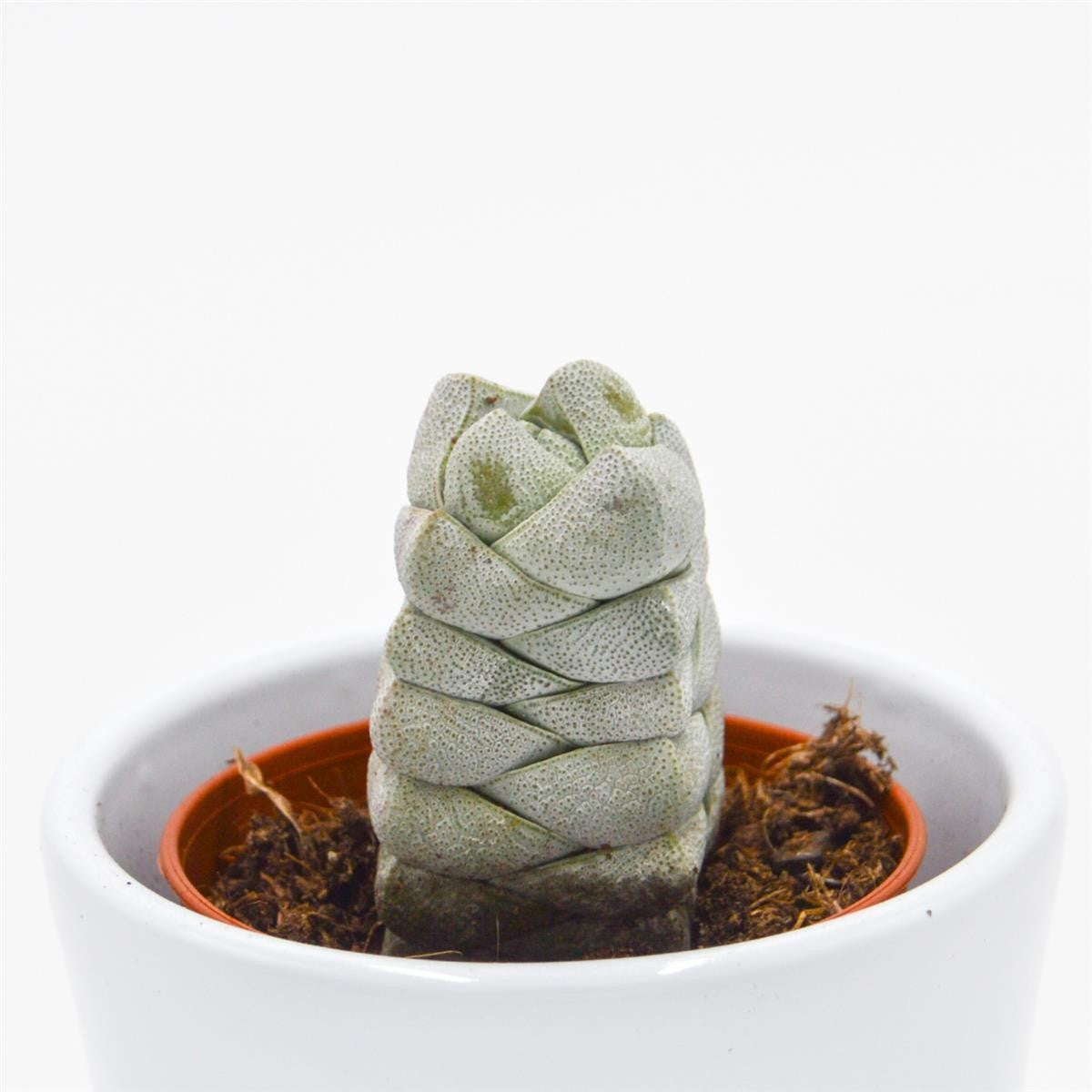Crassula Moonstone - 5.5cm