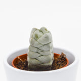 Crassula Moonstone - 5.5cm