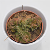 Crassula New Temple - 8.5cm