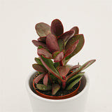 Crassula nudicaulis var. platyphylla Burgundy - 5,5cm