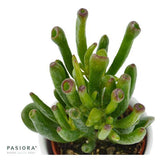 Ciao Crassula, 3 pieces