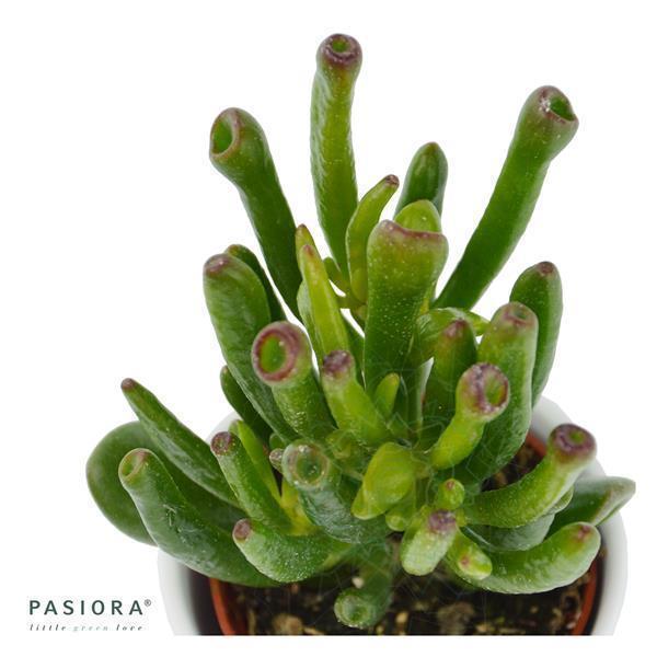 Sukkulenten Selektion, 10 Stück